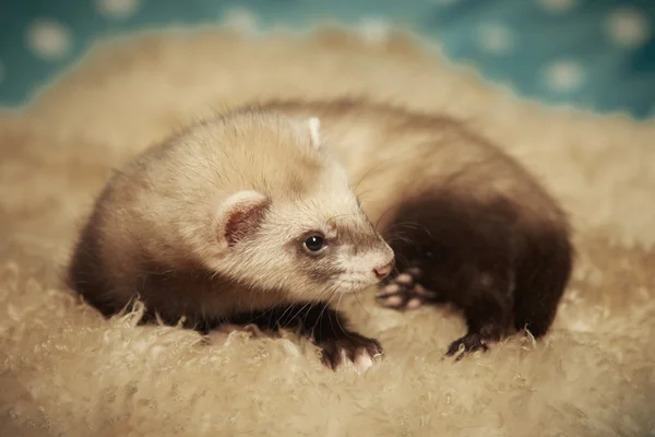 Laying ferret in studio — Stock Photo, Image