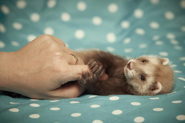 Hurón jugando con la mano — Foto de Stock