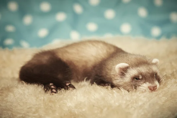 Relaxing ferret — Stock Photo, Image