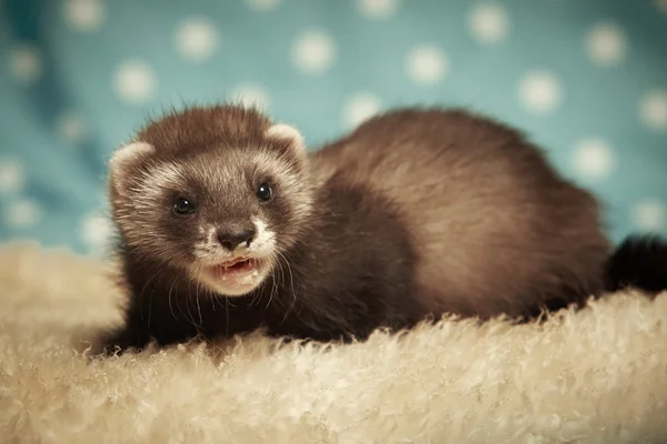 Twee maanden oud ferret — Stockfoto