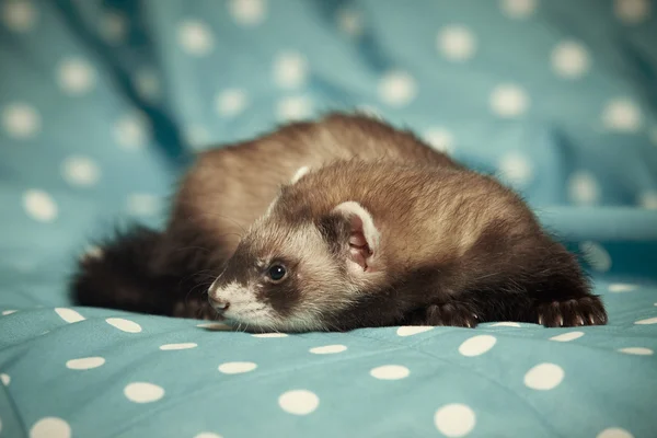 Ferret baby op deken — Stockfoto