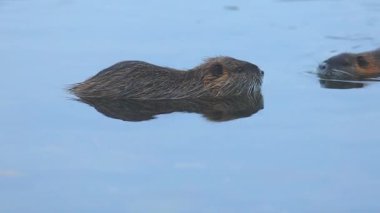 Hindistan cevizi Myocastor coypus 'u kış zamanı nehrinde yiyecek arıyor.