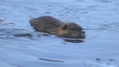 Hindistan cevizi Myocastor coypus 'u kış zamanı nehrinde yiyecek arıyor.