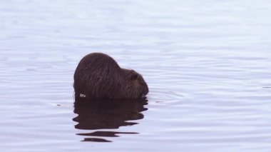 Hindistan cevizi Myocastor coypus 'u kış zamanı nehrinde yiyecek arıyor.