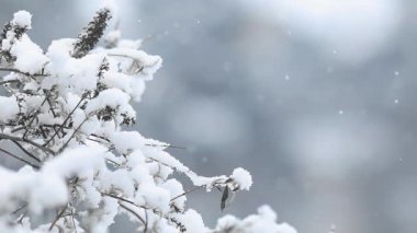 Avrupa 'da gündüz vakti gerçek kar yağışının ayrıntıları karmaşık hayat