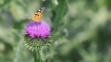 Yetişkin bir kelebek şahsı devedikeni çiçeğinin üzerine Leydi Vanessa Cardui 'yi resmetmiş.