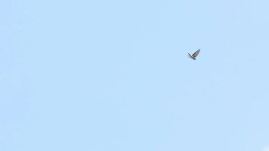 Avrupa arı yiyici merops apiaster yaz gökyüzünde uçuyor