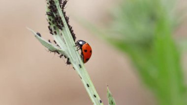 Yedi noktalı uğur böceği. Yeşil bitki üzerinde Coccinella septempunctata detayı.