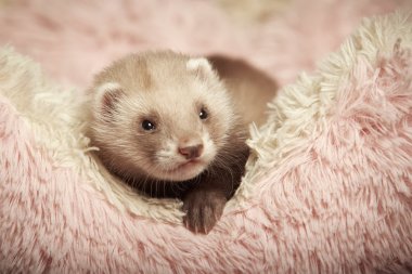 Cinnamon ferret baby in bed clipart