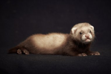 Young ferret baby posing for portrait clipart