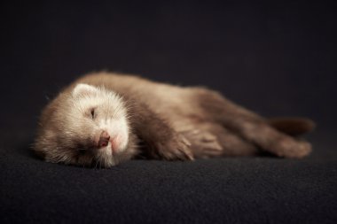 Young ferret baby on blanket clipart