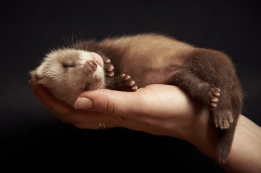 Little ferret in hand clipart