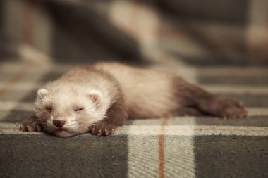 Sleeping chocolate ferret clipart