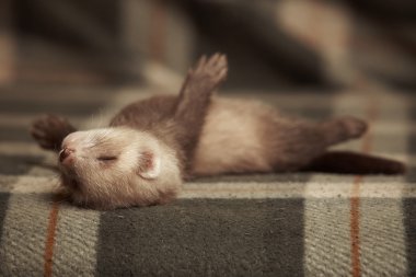 Seven weeks old ferret baby clipart
