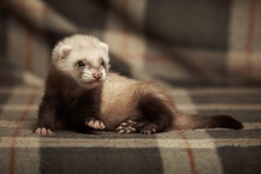 Gelincik bon battaniye poz