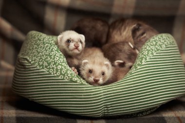 Young ferrets in bed clipart