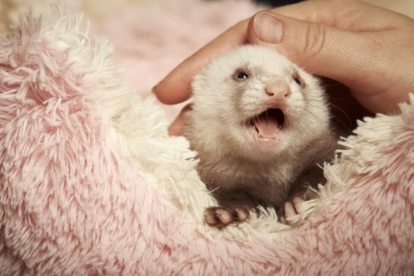 Ferret baby playing with hand — Stock Photo, Image