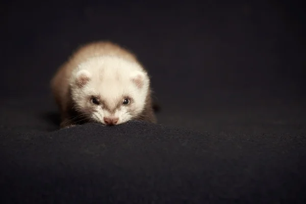 Ferret fighting with blanket — Stock Photo, Image