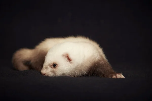 Furet léger bébé femelle — Photo