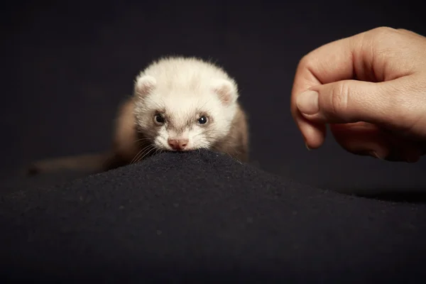 Ferret bebê lutando com cobertor — Fotografia de Stock