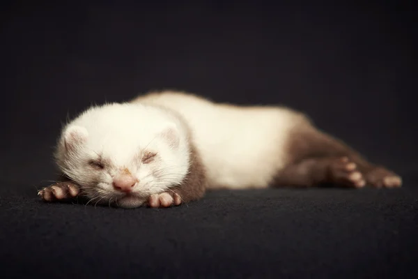 Bebé hurón dormido — Foto de Stock