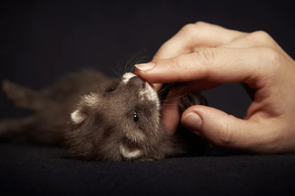 Bambino furetto che gioca con la mano — Foto Stock