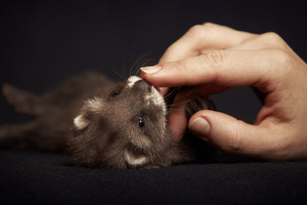Ferret baby playing with hand