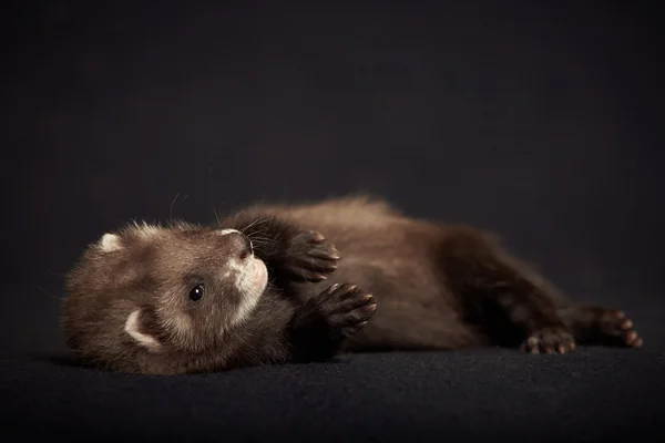Ferret bayi dengan warna gelap — Stok Foto