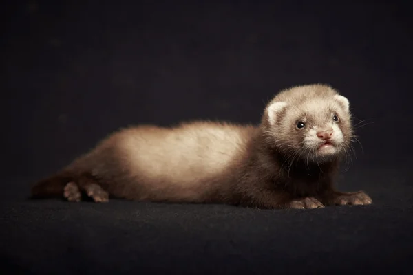 Young ferret baby posing for portrait — Stock Photo, Image