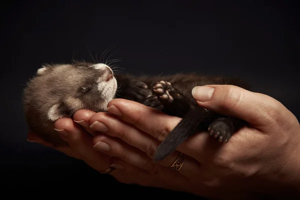 Iller baby i händer — Stockfoto