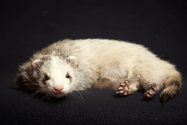 Jonge ferret mannelijke op deken — Stockfoto
