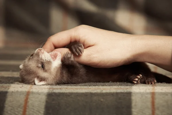 Jouer bébé furet — Photo