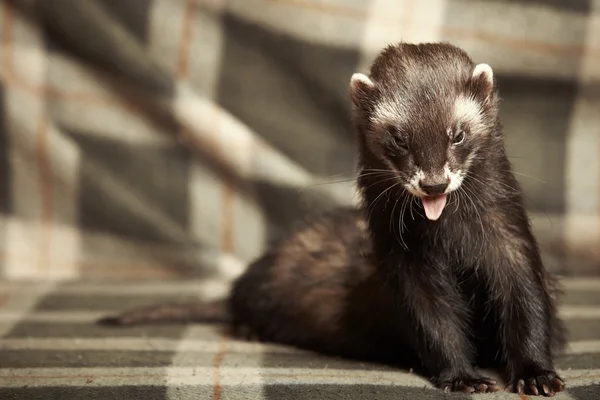 Ferret mannelijke op deken — Stockfoto