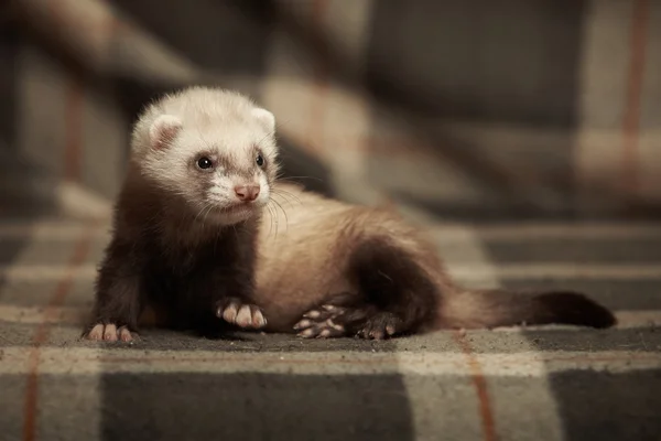 Gelincik bon battaniye poz