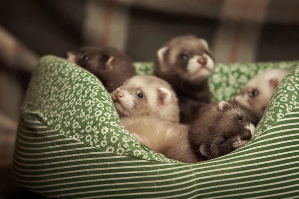 Bebés hurón en la cama —  Fotos de Stock