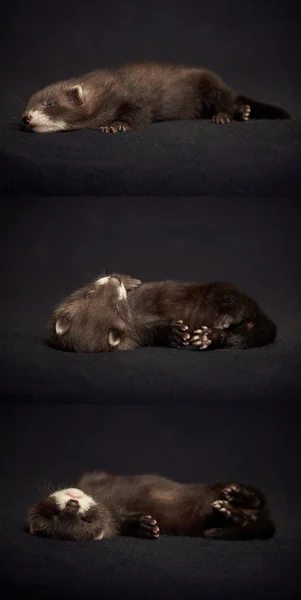 Slapende ferret op deken — Stockfoto