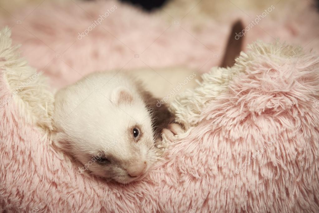 Ferret baby in bed Stock Photo by ©Couperfield 86782578