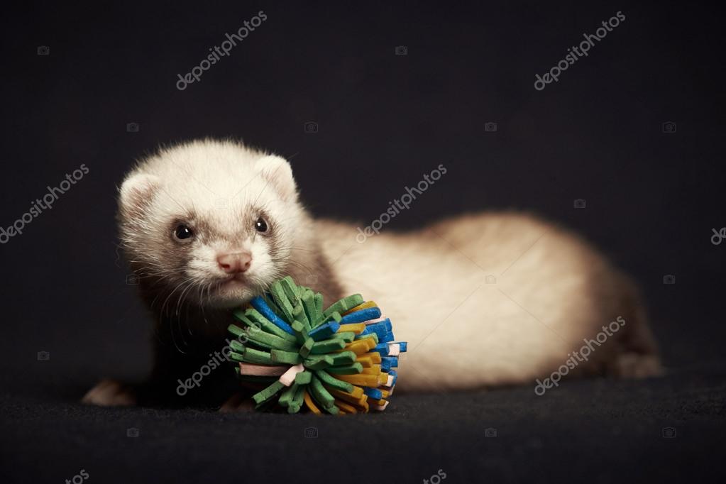 Schones Frettchen Baby Mit Spielzeug Stockfotografie Lizenzfreie Fotos C Couperfield 86782630 Depositphotos