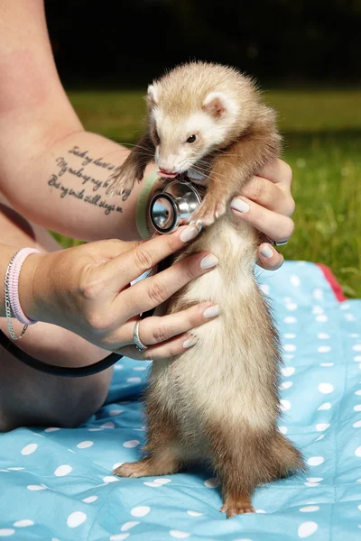 Exemining ferret kvinnliga med stetoskop — Stockfoto