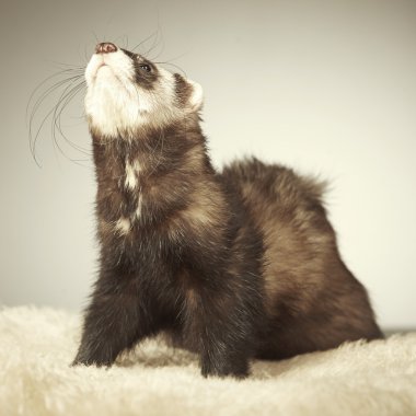 Studio poz güzel kahverengi gelincik erkek