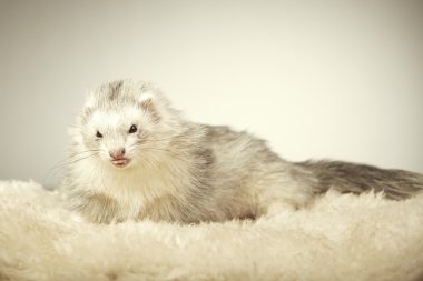 Studio poz güzel gümüş gelincik