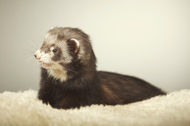 Studio poz güzel koyu yaban gelinciği