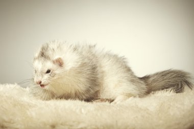 Studio poz güzel gümüş gelincik