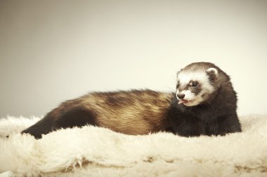 Studio poz güzel gelincik erkek