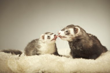 Studio poz güzel gelincik Çift