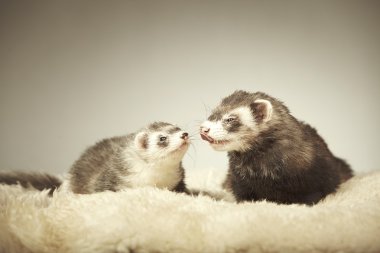 Studio poz güzel gelincik Çift