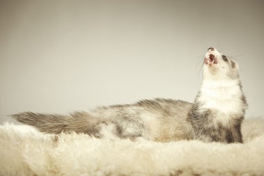 Studio poz güzel gümüş gelincik