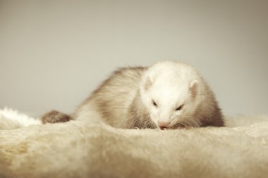 Studio poz güzel beyaz gelincik