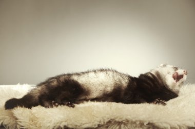 Studio poz güzel gülümseyen yaban gelinciği