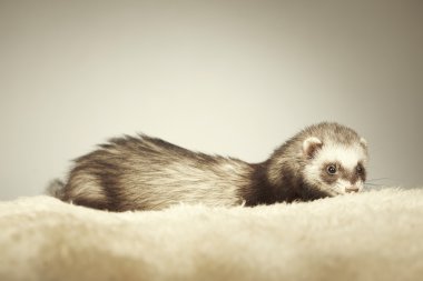 Studio poz güzel gelincik erkek